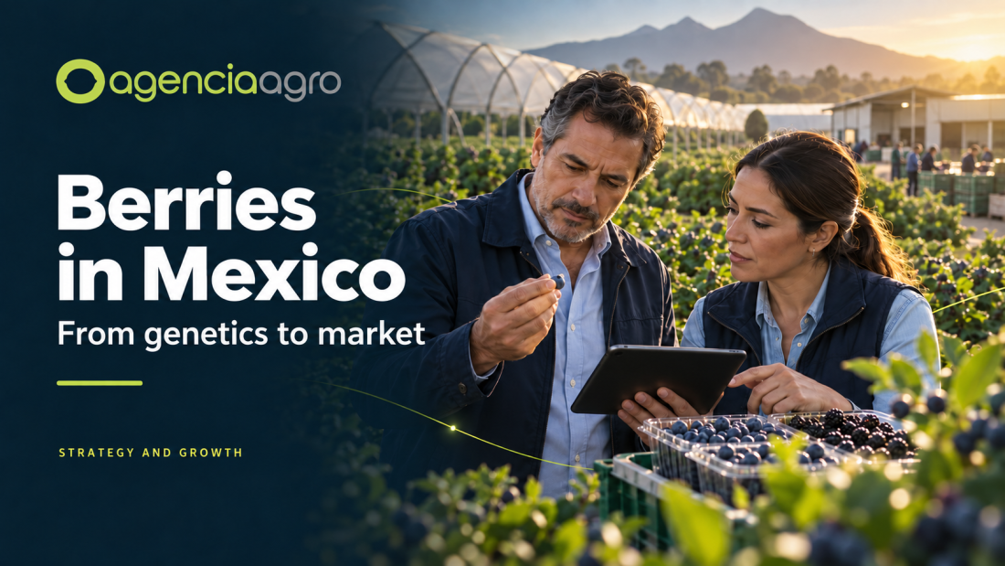 Editorial illustration of two professionals evaluating berries beside protected crops, with AgenciaAgro branding.