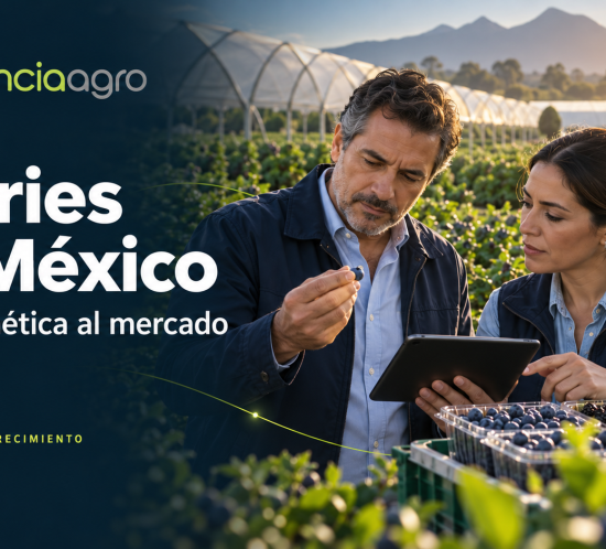 Ilustración editorial de dos profesionales evaluando berries junto a cultivos protegidos, con la identidad visual de AgenciaAgro.